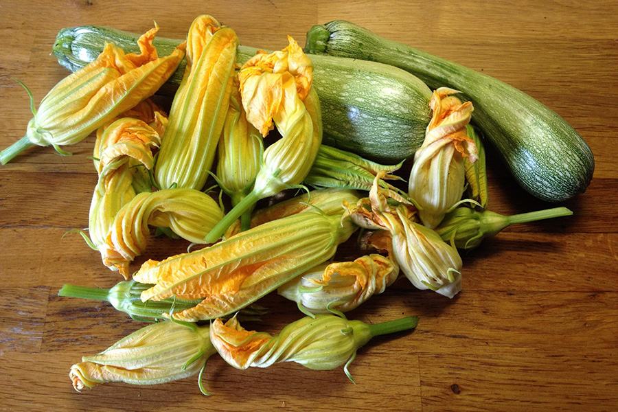 イタリア食材、ズッキーニの花、花ズッキーニ