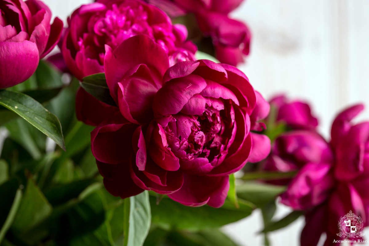 イタリア留学、イタリア、イタリアの花、芍薬