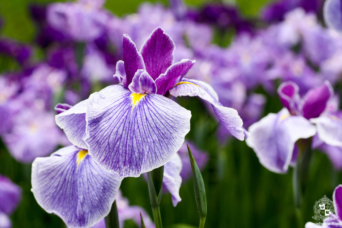 イタリア留学、イタリア、イタリアの花、アイリス