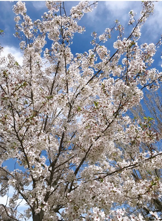 イタリア留学、イタリア、イタリアの花、桜