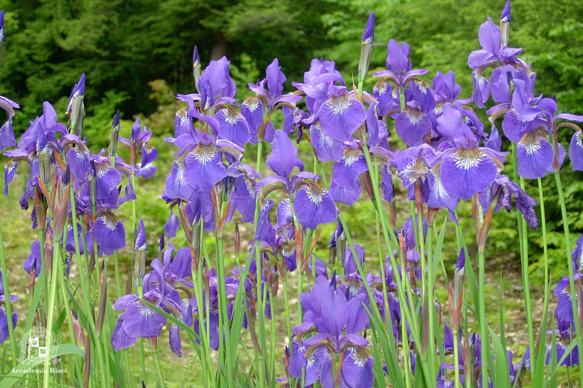 イタリア留学　イタリア留学生活　イタリアの花　アイリス