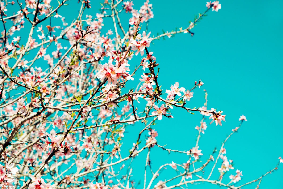 イタリア留学　イタリア留学生活　イタリアの花　アーモンドの花