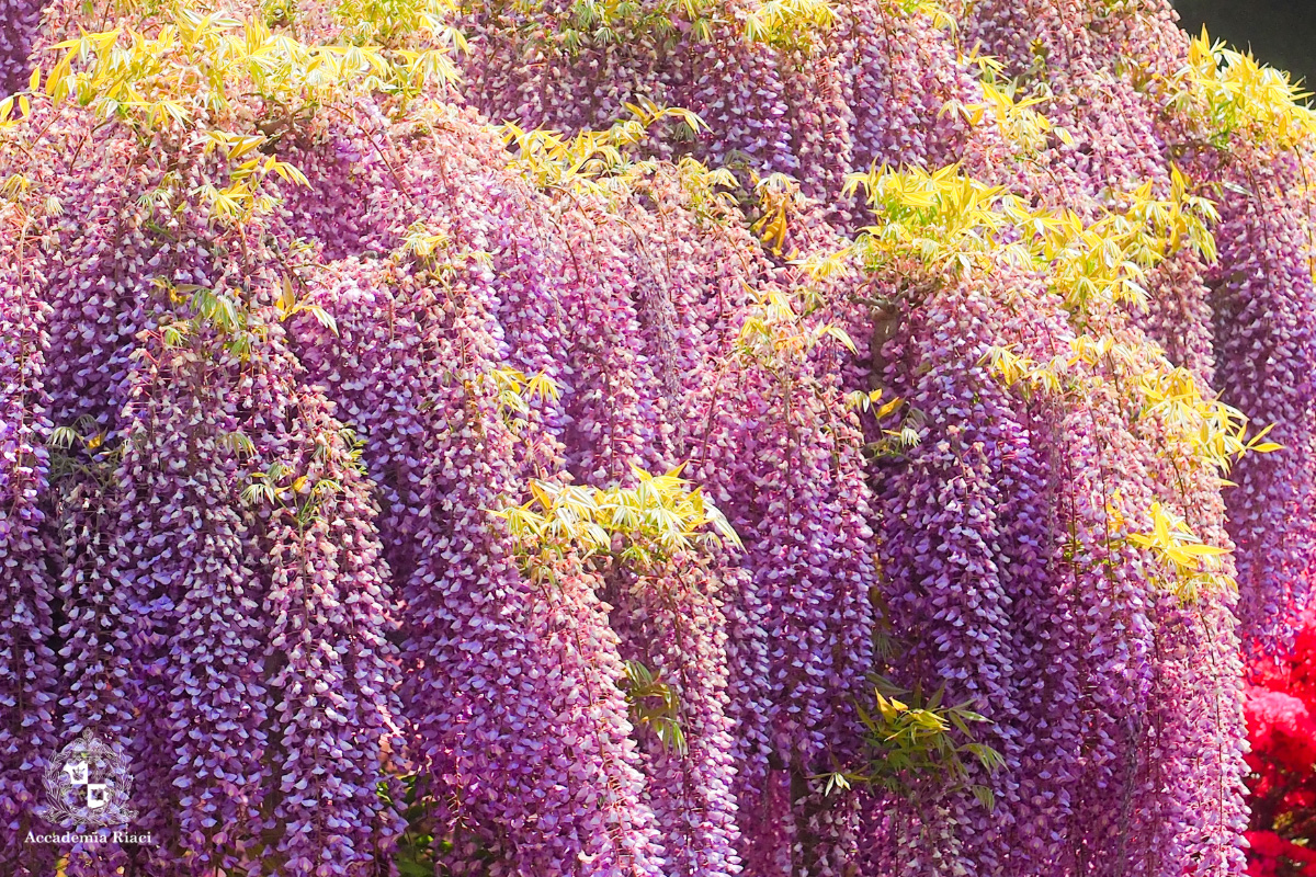 イタリア留学　イタリア留学生活　イタリアの花　藤の花