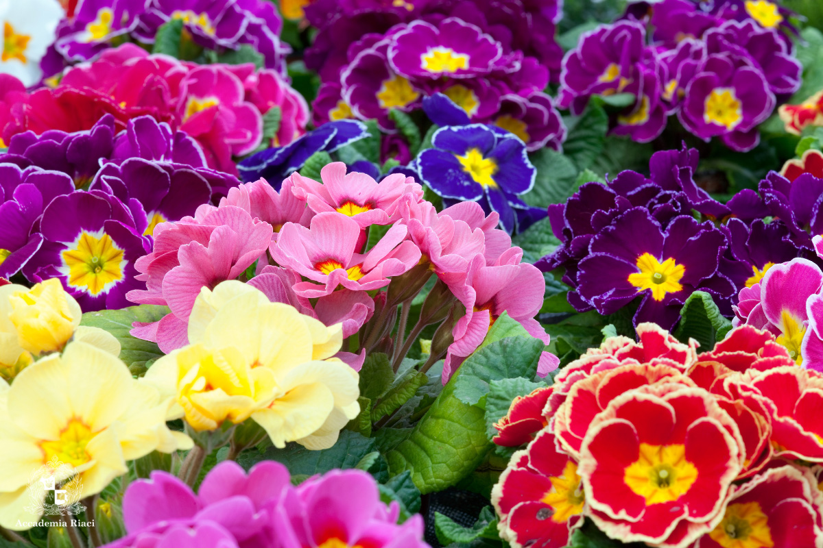 イタリア留学　イタリア留学生活　イタリアの花　プリムーラ